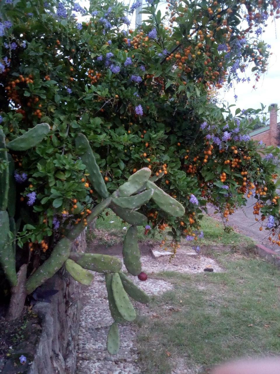 Jardines De Don Bosco Leilighet Salto Eksteriør bilde